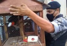 Guarda Municipal apreende aves presas em gaiola sem autorização em Varginha Pássaros