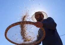 Documentário “Cultura na Roça – Costumes e fazeres!” será lançado dia 4 de março na Rede Minas homem peneirando documentário cultura na roça costumes