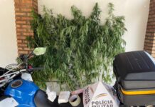Polícia Militar descobre plantação de maconha durante patrulhamento Apreensão