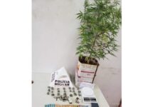 Menor é flagrado com dois pés de maconha em Varginha Operação policial
