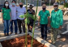 Nova árvore é plantada no centro de Varginha Árvore