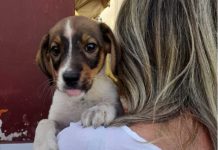Polícia Civil resgata cachorro em situação de abandono Cachorro resgatado