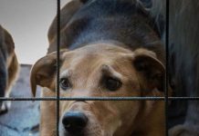 Mulher é presa por maus-tratos contra um cachorro em Varginha Cachorro foi resgatado em Varginha