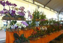 X Exposição Nacional de Orquídeas de Varginha acontece até domingo na Estação Ferroviária Exposição de Orquídeias 2022 Varginha
