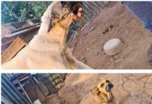 Duas pessoas são presas por maus-tratos de animais Cachorro