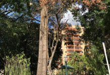 Castanheira será retirada da Praça Dom Pedro II Castanheira