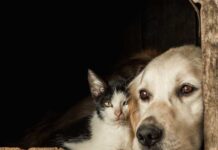 Prefeitura de Varginha publica licitação para obras de reforma e ampliação do Canil Municipal Cachorro e gato