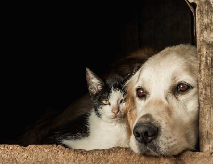 cachorro-gato-varginhadigital Cachorro e gato