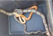 Homem que passeava com cobra em Itajubá é multado pela Polícia Ambiental Cobras em Itajubá