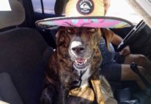 Vacinação antirrábica: mais de 20 mil cães e gatos foram vacinados em Varginha Vacinação antirrabica