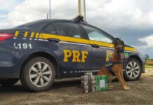 PRF encontra drogas em ônibus na BR-381, em Três Corações Cachorro farejador