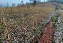 Crédito rural: produtores de café afetados pelo granizo podem solicitar prolongamento do benefício Granizo