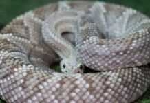 Período chuvoso aumenta os riscos de acidentes com animais peçonhentos Cobra