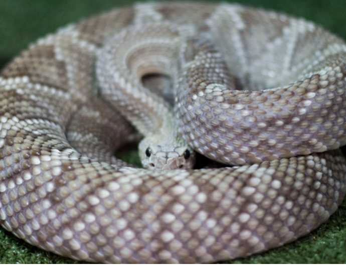 serpente-varginhadigital Cobra