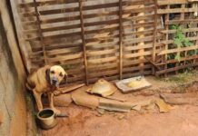 Cães em situação de maus-tratos são resgatados em Varginha Cães resgatados
