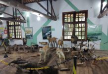 Zoológico de Varginha agora conta com “Museu dos Animais” Museu dos Animais Zoológico de Varginha