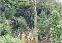 Árvore no Zoológico de Varginha é cortada Árvore