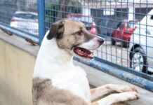 Câmara dos Deputados aprova projeto que incentiva a adoção de animais adoção de animais