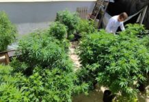 Venda de produtos à base de cannabis cresce nas farmácias Cannabis Medicinal planta