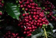 Turismo de Experiência é tema de palestra sobre a Rota Turística dos Cafés do Sul de Minas Café