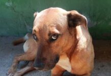Secretaria de Meio Ambiente lança 1º edital do Programa Estadual de Saúde Básica Animal cachorro animais