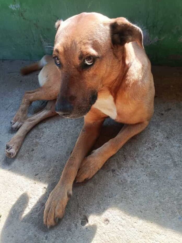 cachorro animais cachorro animais
