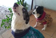 Leitor procura cachorro que fugiu na noite de ontem assustado com os foguetes cachorro foge apos foguetes