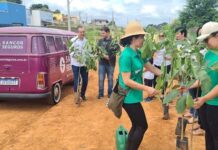 Avenida do Bairro Imaculada ganha mudas de Ipê Rosa ipê rosa