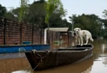 Doações para animais do Rio Grande do Sul podem ser entregues no centro de Varginha e coletadas em casa ajude os animais rio grande do sul