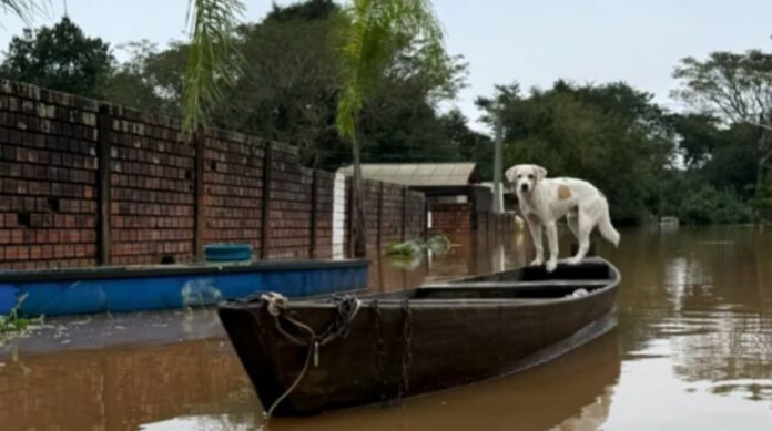 ajude os animais rio grande do sul ajude os animais rio grande do sul