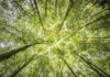 Inscrições para curso gratuito de Educação Ambiental EaD terminam neste domingo (11) Curso Educação Ambiental