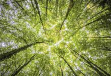 Inscrições para curso gratuito de Educação Ambiental EaD terminam neste domingo (11) Curso Educação Ambiental