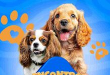 Domingo tem Encontro Pet e Cãominhada no Shopping Encontro Pet Shopping Varginha