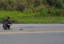 Pesquisa indica trechos entre Varginha e Alfenas com maior índice de atropelamento de animais Danna Ferreira coletando os dados. (Foto: Arquivo Pessoal)