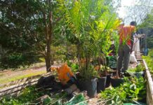 Prefeitura de Varginha planta 142 mudas de árvores para celebrar o aniversário da cidade O plantio de 142 mudas de árvores para celebrar os 142 anos de Varginha está na reta final.