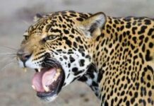 Zoológico de Varginha recebe duas onças-pintadas Onça-pintada zoologico-Varginha