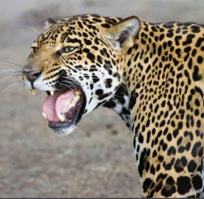 onca-pintada-zoologico-varginha Onça-pintada zoologico-Varginha