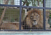 Projeto de Educação Ambiental acontece no Dia das Crianças no Zoológico em Varginha Leão Zoológico de Varginha