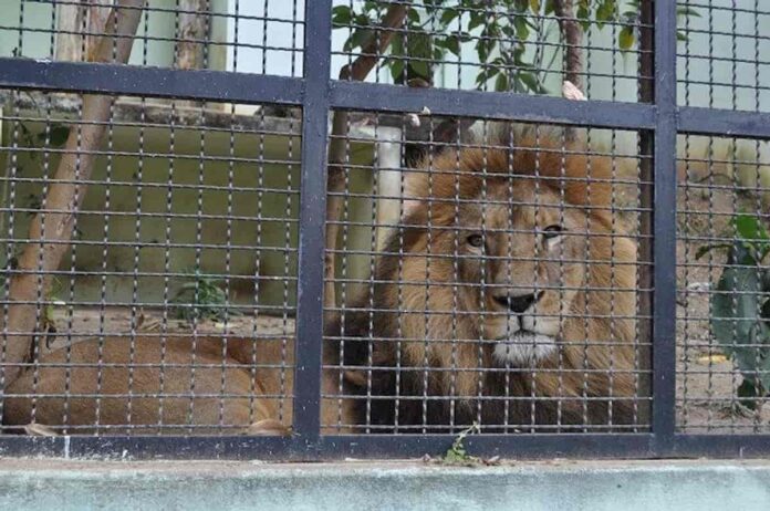 zoologico-varginha-leao Leão Zoológico de Varginha