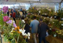 Varginha recebe a 13ª Exposição Nacional de Orquídeas 12ª Exposição Nacional de Orquídeas