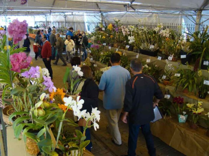 12-exposicção-de-orquideas 12ª Exposição Nacional de Orquídeas
