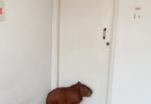 Bombeiros capturam Capivara no bairro Bom Pastor capivara bairro bom pastor-varginha