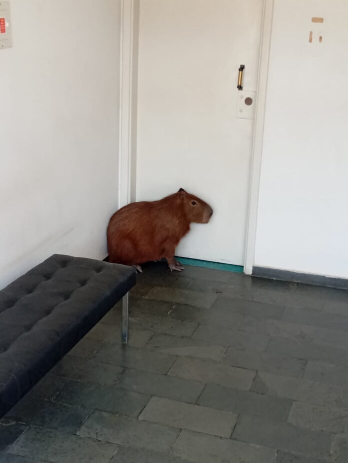 capivara-bairro-bom-pastor-varginha capivara bairro bom pastor-varginha