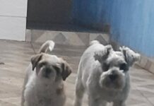 RG Animal: Cadastro Nacional de Animais Domésticos será gratuito Jony e Rabito