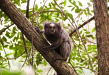 Prefeitura emite nota sobre macaco encontrado morto no bairro Treviso macaco