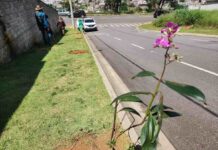 Prefeitura de Varginha incentiva moradores a adotarem áreas verdes para criação de pomares urbanos Tele Árvore