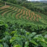 Café do Sul de Minas volta a ganhar força com fim do tarifaço nos Estados Unidos
