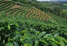 Café do Sul de Minas volta a ganhar força com fim do tarifaço nos Estados Unidos