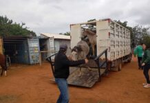 Onze cavalos são apreendidos após invadirem Fazenda do Procafé em Varginha Onze cavalos são apreendidos após invadirem Fazenda do Procafé em Varginha