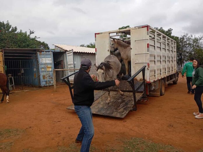 cavalos-fazenda-cafe Onze cavalos são apreendidos após invadirem Fazenda do Procafé em Varginha